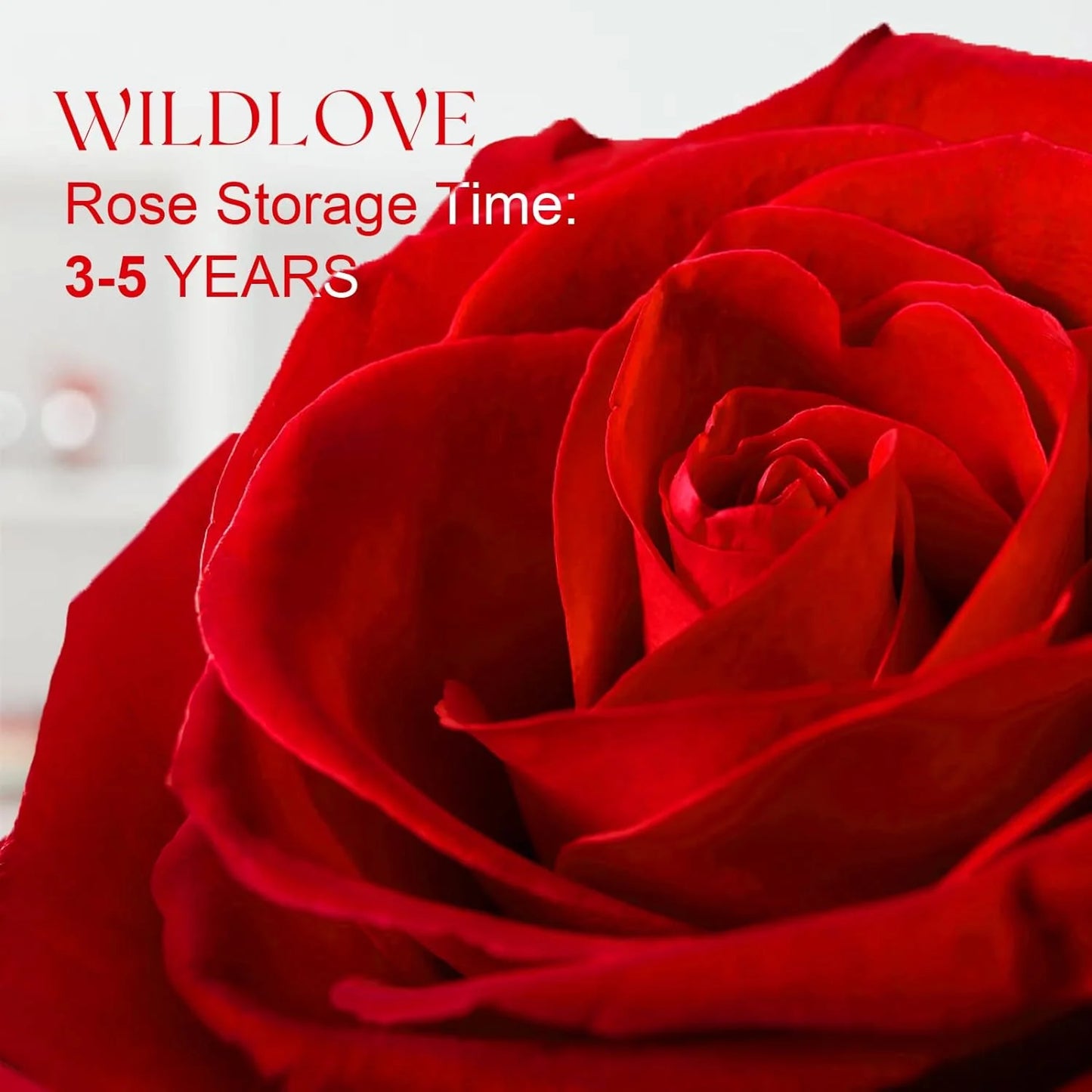 Rose with "I Love You" Necklace